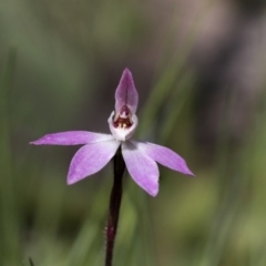 Caladenia fuscata (Dusky Fingers) at Hawker, ACT - 24 Sep 2020 by AlisonMilton