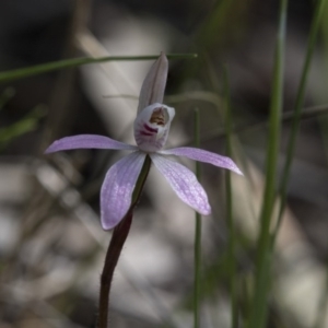 Caladenia fuscata at Hawker, ACT - 24 Sep 2020