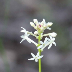 Stackhousia monogyna (Creamy Candles) at O'Connor, ACT - 24 Sep 2020 by ConBoekel