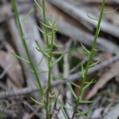 Stackhousia monogyna at O'Connor, ACT - 24 Sep 2020