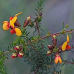 Dillwynia phylicoides (A Parrot-pea) at Dryandra St Woodland - 24 Sep 2020 by ConBoekel