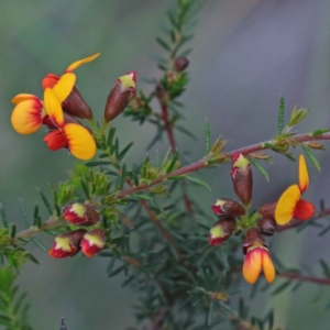 Dillwynia phylicoides at O'Connor, ACT - 24 Sep 2020