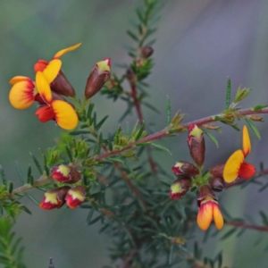 Dillwynia phylicoides at O'Connor, ACT - 24 Sep 2020 03:52 PM