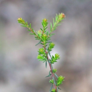 Dillwynia phylicoides at O'Connor, ACT - 24 Sep 2020 03:52 PM