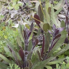 Ajuga australis at Hawker, ACT - 24 Sep 2020