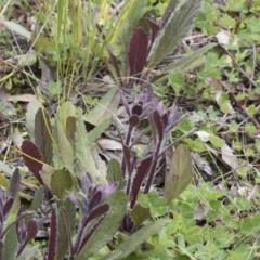 Ajuga australis at Hawker, ACT - 24 Sep 2020