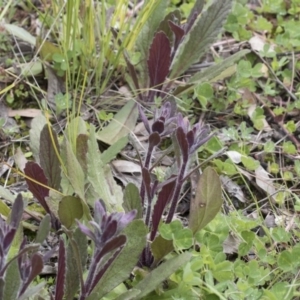 Ajuga australis at Hawker, ACT - 24 Sep 2020