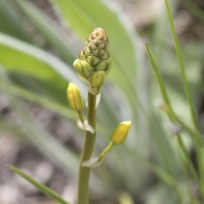 Bulbine bulbosa (Golden Lily, Bulbine Lily) at Hawker, ACT - 24 Sep 2020 by AlisonMilton