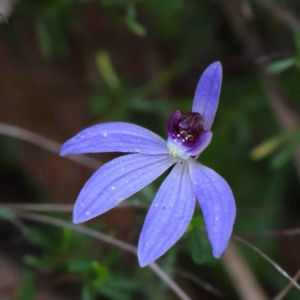 Cyanicula caerulea at O'Connor, ACT - suppressed