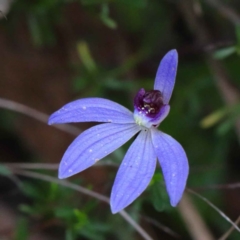 Cyanicula caerulea (Blue Fingers, Blue Fairies) at Dryandra St Woodland - 24 Sep 2020 by ConBoekel