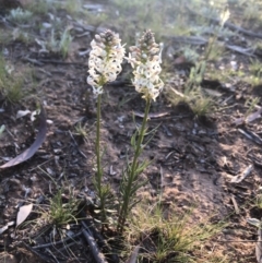 Stackhousia monogyna (Creamy Candles) at Ainslie, ACT - 21 Sep 2020 by JessGio