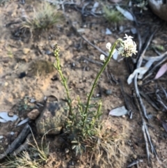 Stackhousia monogyna at Ainslie, ACT - 21 Sep 2020