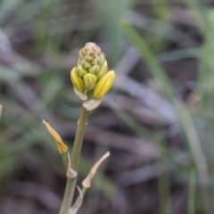 Bulbine bulbosa (Golden Lily) at Holt, ACT - 24 Sep 2020 by AlisonMilton