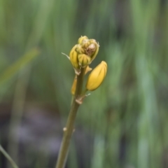 Bulbine bulbosa at Holt, ACT - 24 Sep 2020