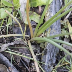 Bulbine bulbosa at Holt, ACT - 24 Sep 2020 10:01 AM