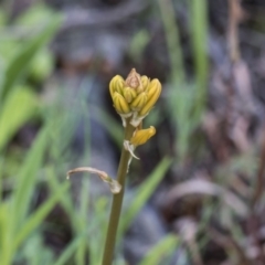 Bulbine bulbosa at Holt, ACT - 24 Sep 2020 10:01 AM