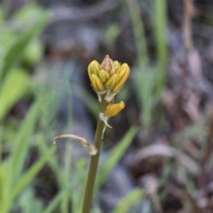 Bulbine bulbosa at Holt, ACT - 24 Sep 2020