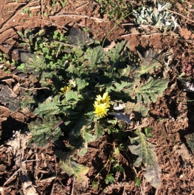 Cymbonotus sp. (preissianus or lawsonianus) (Bears Ears) at Ainslie, ACT - 29 Jul 2020 by JessGio