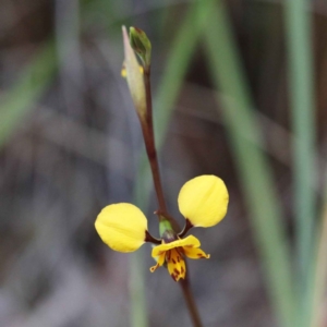 Diuris nigromontana at O'Connor, ACT - 24 Sep 2020