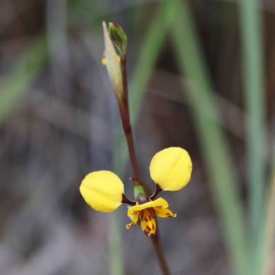 Diuris nigromontana (Black Mountain Leopard Orchid) at Dryandra St Woodland - 24 Sep 2020 by ConBoekel