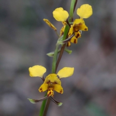 Diuris nigromontana at O'Connor, ACT - 24 Sep 2020