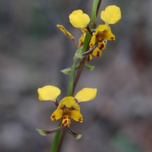 Diuris nigromontana at O'Connor, ACT - 24 Sep 2020