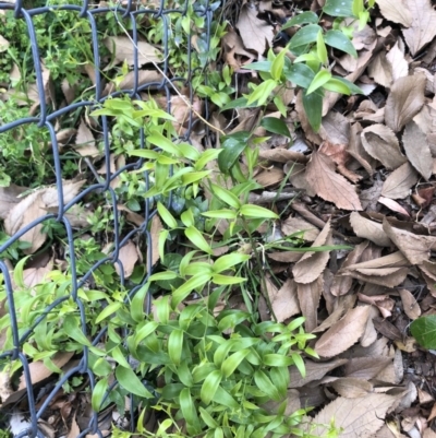 Asparagus asparagoides (Bridal Creeper, Florist's Smilax) at Ainslie, ACT - 7 Jun 2020 by JessGio