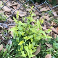 Asparagus asparagoides at Ainslie, ACT - suppressed