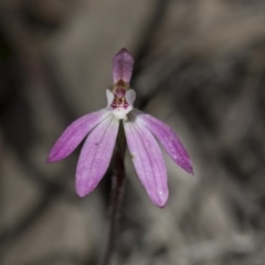 Caladenia fuscata (Dusky Fingers) at Hawker, ACT - 24 Sep 2020 by AlisonMilton