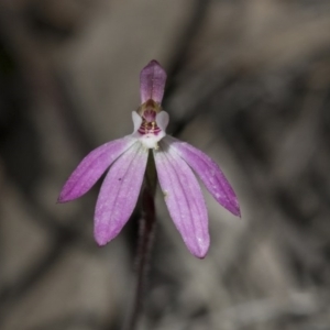 Caladenia fuscata at Hawker, ACT - suppressed