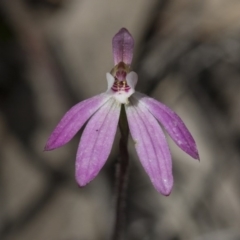 Caladenia fuscata at Hawker, ACT - suppressed