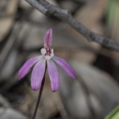 Caladenia fuscata at Hawker, ACT - suppressed