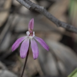 Caladenia fuscata at Hawker, ACT - 24 Sep 2020