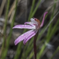 Caladenia fuscata at Hawker, ACT - suppressed