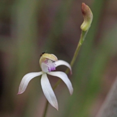 Caladenia ustulata (Brown Caps) at O'Connor, ACT - 24 Sep 2020 by ConBoekel