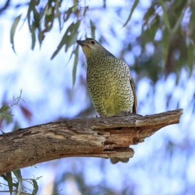 Ptilonorhynchus violaceus (Satin Bowerbird) at Hawker, ACT - 23 Sep 2020 by Alison Milton