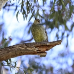 Ptilonorhynchus violaceus at Hawker, ACT - 24 Sep 2020