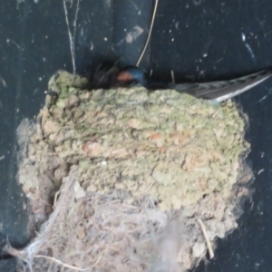 Hirundo neoxena at Fyshwick, ACT - suppressed