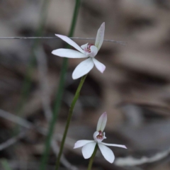 Caladenia fuscata (Dusky Fingers) at O'Connor, ACT - 24 Sep 2020 by ConBoekel