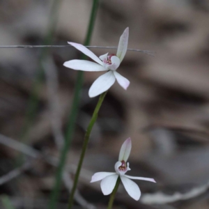 Caladenia fuscata at O'Connor, ACT - 24 Sep 2020