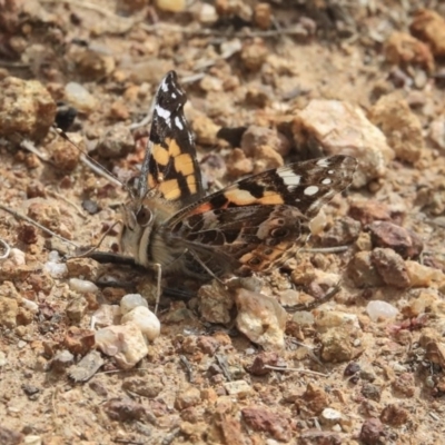 Vanessa kershawi (Australian Painted Lady) at Hawker, ACT - 24 Sep 2020 by AlisonMilton