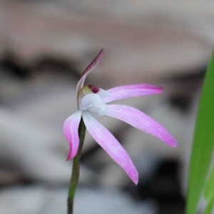 Caladenia fuscata at O'Connor, ACT - 24 Sep 2020