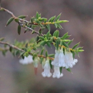 Styphelia fletcheri subsp. brevisepala at O'Connor, ACT - 24 Sep 2020