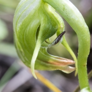 Pterostylis nutans at Hawker, ACT - suppressed