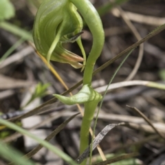 Pterostylis nutans at Hawker, ACT - suppressed