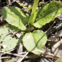 Pterostylis nutans at Hawker, ACT - suppressed