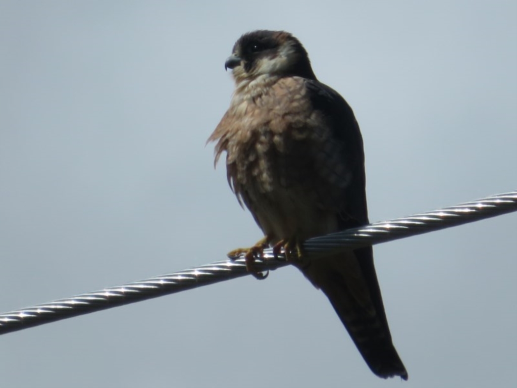 Falco longipennis at Fyshwick, ACT - 24 Sep 2020