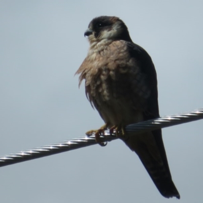 Falco longipennis (Australian Hobby) at Fyshwick, ACT - 24 Sep 2020 by Christine