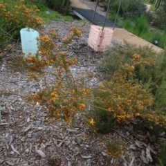 Dillwynia phylicoides (A Parrot-pea) at National Arboretum Woodland - 24 Sep 2020 by AndyRussell