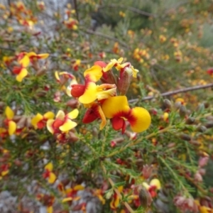 Dillwynia phylicoides at Molonglo Valley, ACT - 24 Sep 2020